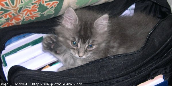 Photo de Chat domestique