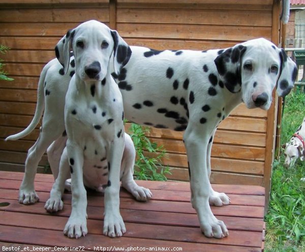 Photo de Dalmatien