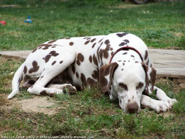 Photo de Dalmatien