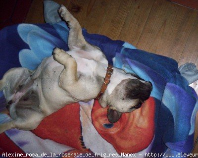 Photo de Bouledogue franais