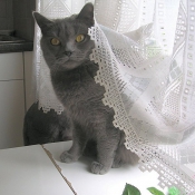 Photo de Chartreux