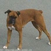 Photo de Boxer