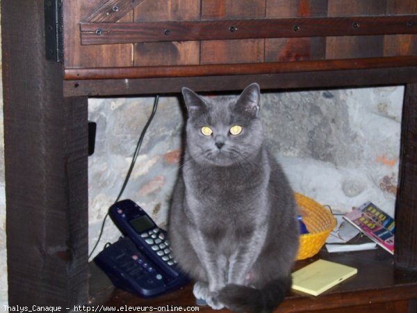 Photo de Chartreux