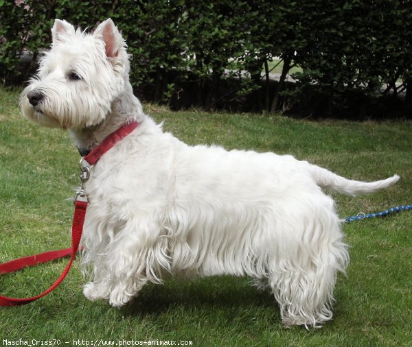 Photo de West highland white terrier