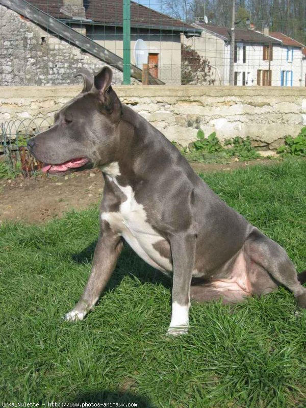 Photo d'American staffordshire terrier