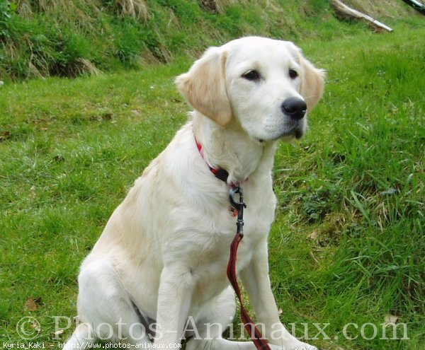 Photo de Golden retriever