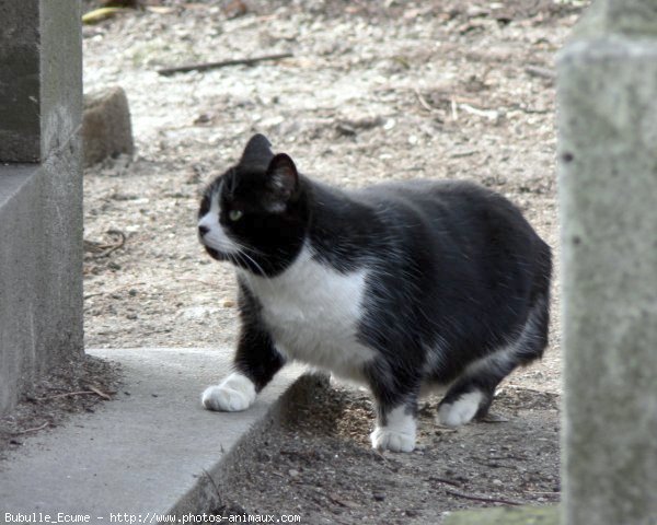 Photo de Chat domestique