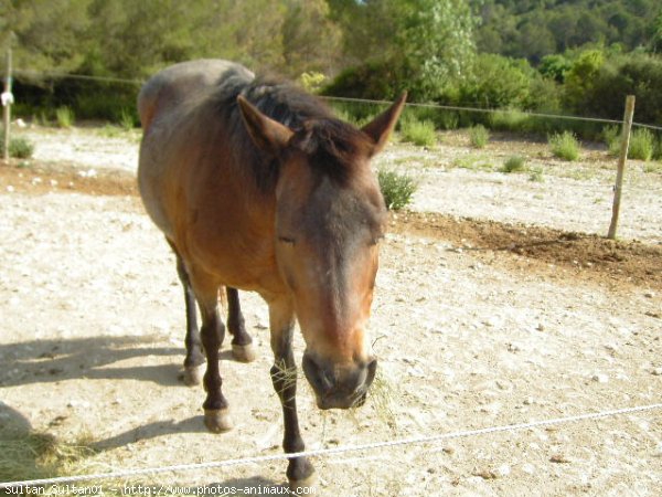 Photo de Races diffrentes