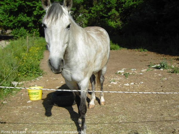 Photo de Races diffrentes