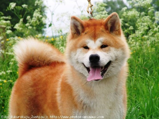 Photo d'Akita inu