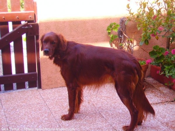 Photo de Setter irlandais rouge