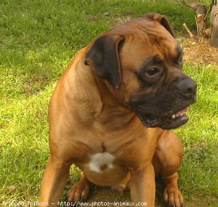 Photo de Boxer