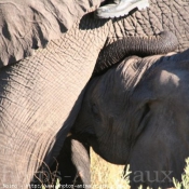 Photo d'Elphant d'afrique