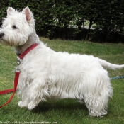 Photo de West highland white terrier