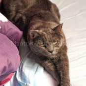 Photo de Chartreux