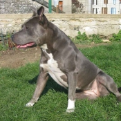 Photo d'American staffordshire terrier