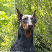 Photo de Dobermann