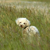 Photo de Caniche moyen