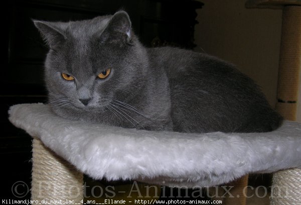 Photo de Chartreux