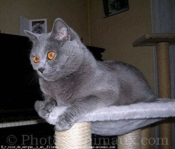 Photo de Chartreux