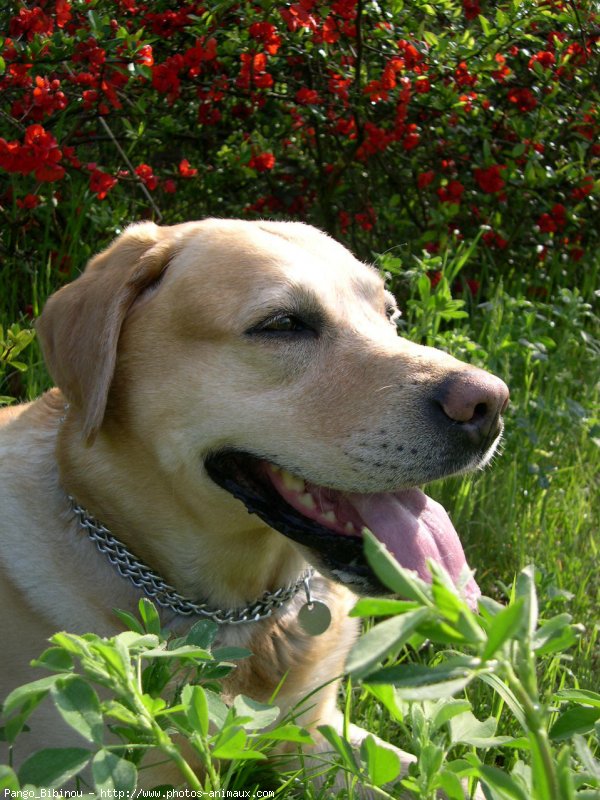 Photo de Labrador retriever