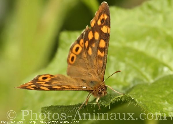 Photo de Papillon