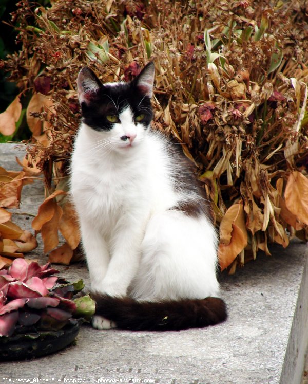 Photo de Chat domestique