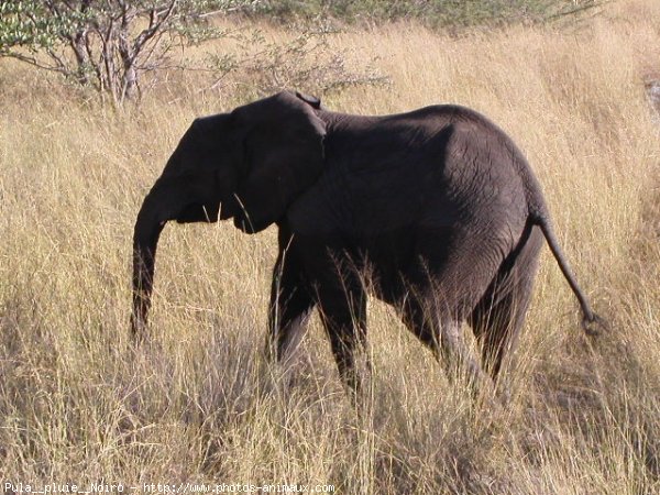 Photo d'Elphant d'afrique