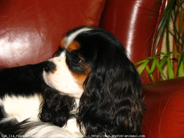 Photo de Cavalier king charles spaniel