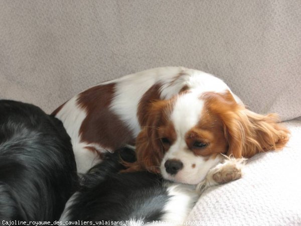 Photo de Cavalier king charles spaniel