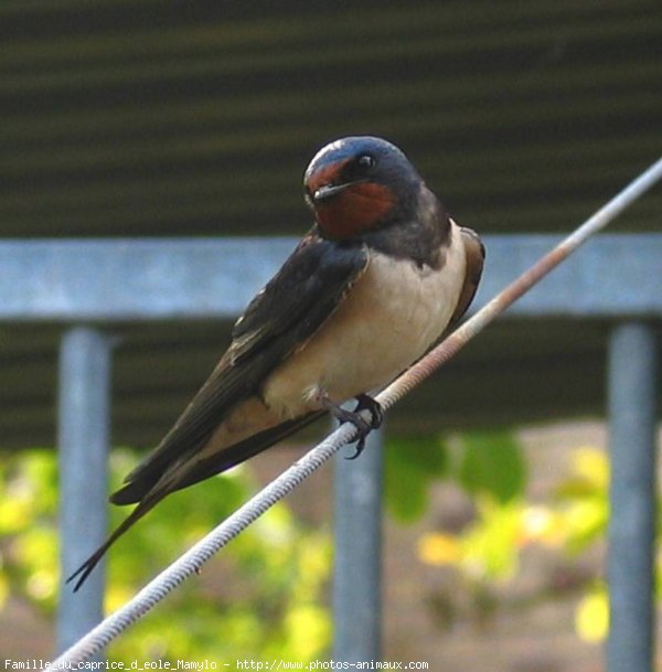 Photo de Hirondelle