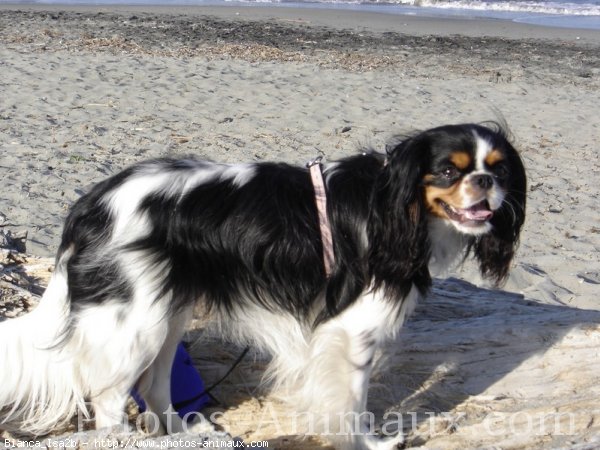 Photo de Cavalier king charles spaniel