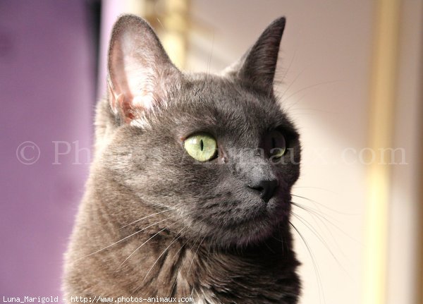 Photo de Chartreux