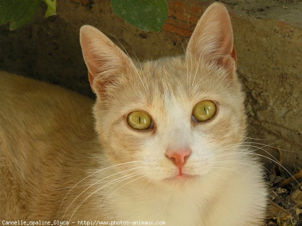 Photo de Chat domestique