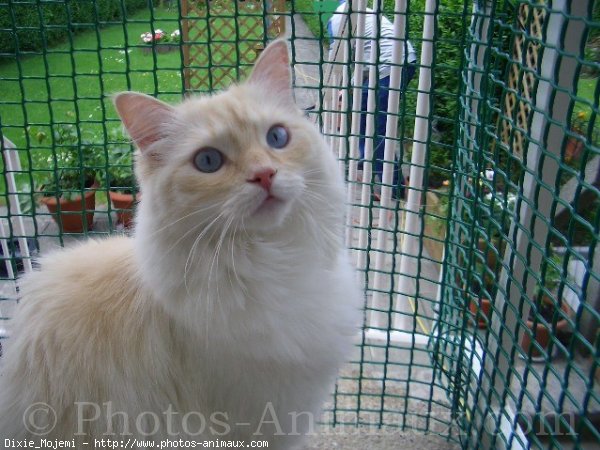 Photo de Ragdoll