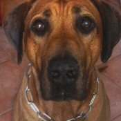 Photo de Rhodesian ridgeback