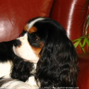 Photo de Cavalier king charles spaniel