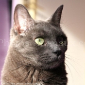 Photo de Chartreux