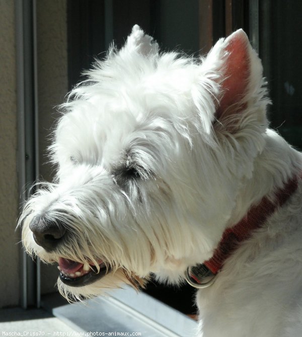 Photo de West highland white terrier