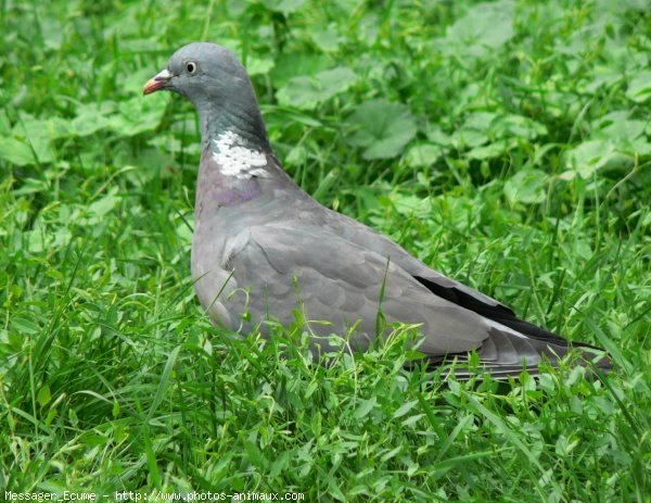 Photo de Pigeon