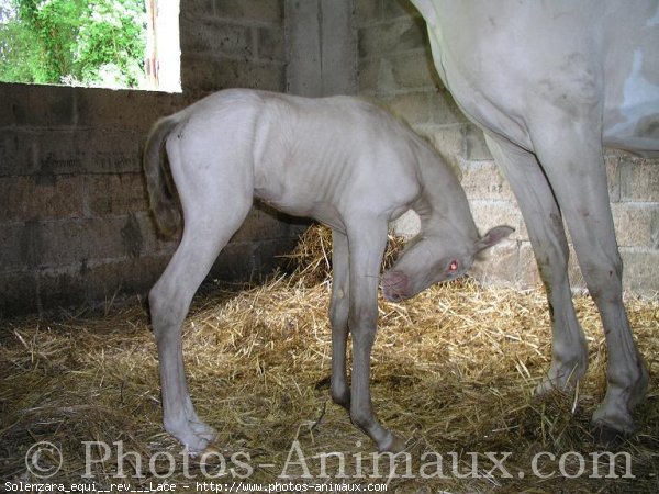 Photo de Palomino