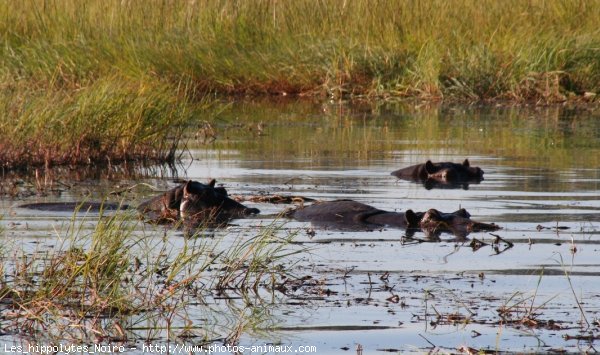 Photo de Hippopotame