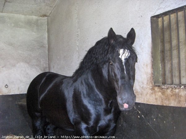 Photo de Percheron