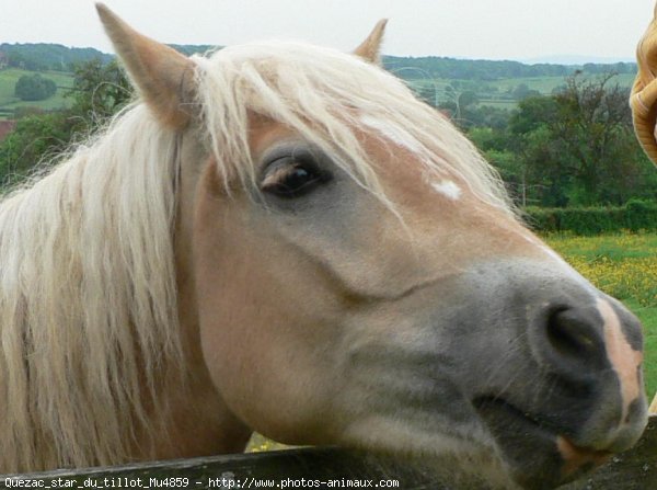 Photo de Haflinger