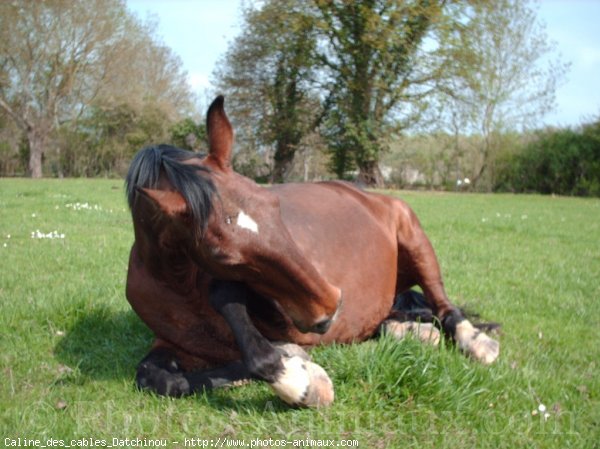 Photo de Trotteur franais