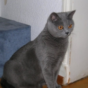 Photo de Chartreux