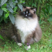 Photo de Ragdoll