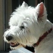 Photo de West highland white terrier