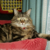 Photo de Maine coon