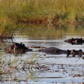 Photo de Hippopotame